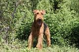 AIREDALE TERRIER 034